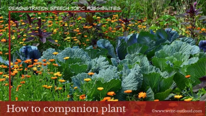 Image: companion plants in vegetable garden. Text- Demonstration speech topic- how to companion plant.