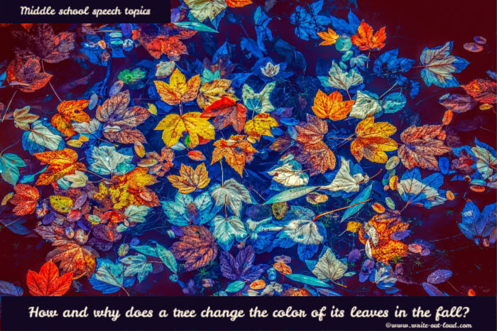 Image: artistic pattern of autumnal leaves. Text: How and why does a tree change the color of its leaves in the fall?