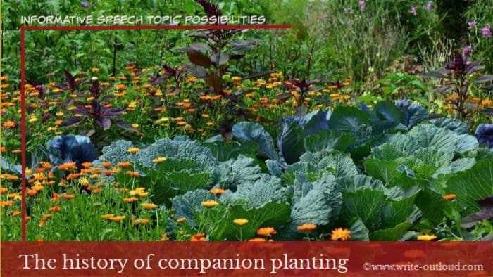 Image: companion planting - cabbage planted alongside orange flowering calendula. Text: The history of companion planting - informative speech topic possibilities